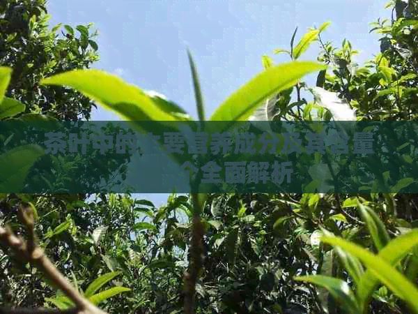茶葉中的主要營養(yǎng)成分及其含量：一個全面解析