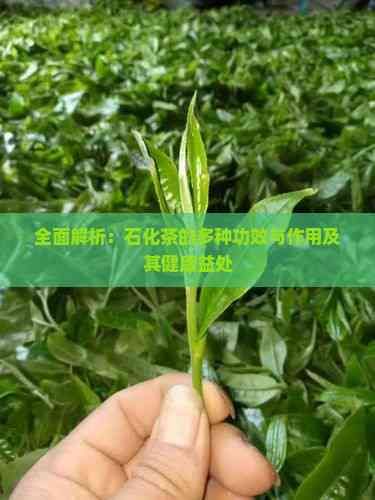 全面解析：石化茶的多種功效與作用及其健康益處