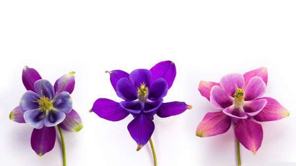 中藥養(yǎng)生喝多久見效呢