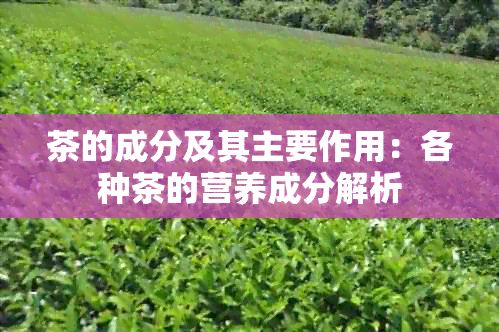 茶的成分及其主要作用：各種茶的營養(yǎng)成分解析