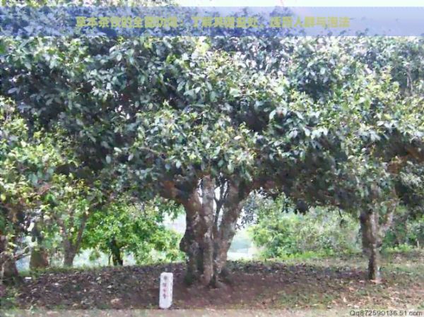 草本茶飲的全面功效：了解其健益處、適用人群與泡法