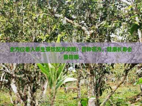 全方位老人養(yǎng)生茶飲配方攻略：百種茶方，健康長壽必備指南