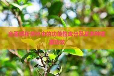 全面解析茶葉中的功能性成分及其多種健康功效