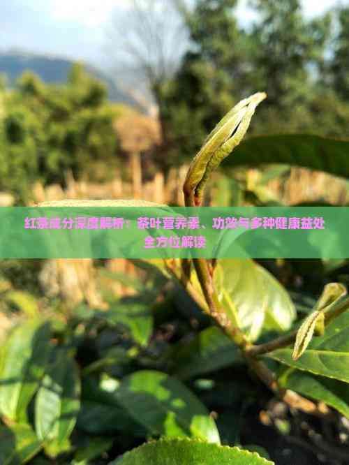紅茶成分深度解析：茶葉營(yíng)養(yǎng)素、功效與多種健康益處全方位解讀