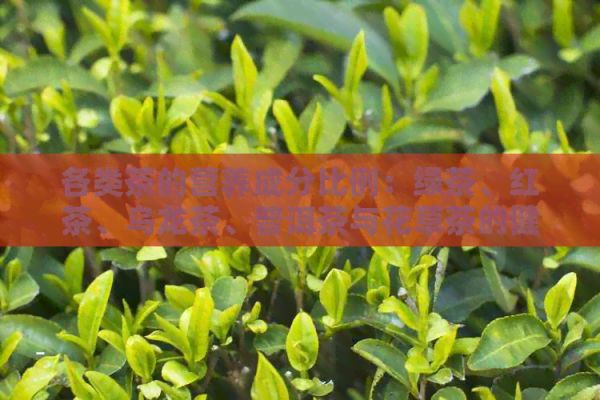 各類茶的營養(yǎng)成分比例：綠茶、紅茶、烏龍茶、普洱茶與花草茶的健比較