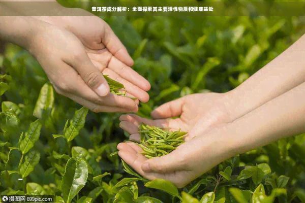 普洱茶成分解析：全面探索其主要活性物質(zhì)和健康益處