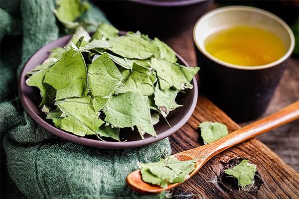 干荷叶加什么减肥最快 干荷叶的功效与作用 第3张