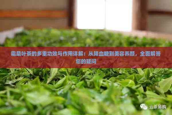 霜桑葉茶的多重功效與作用詳解：從降血糖到美容養(yǎng)顏，全面解答您的疑問