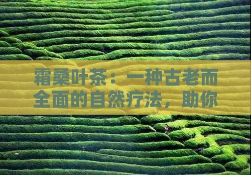 霜桑葉茶：一種古老而全面的自然療法，助你煥發(fā)活力與健康