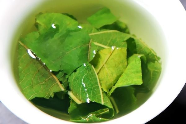 喝桑叶茶能减肥吗，正确饮用桑叶茶有助于减肥