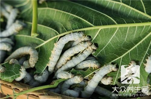 霜桑葉和桑葉的區(qū)別是什么