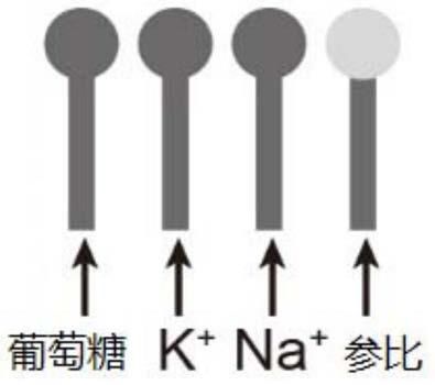 一種葡萄糖電極、微流控芯片、微流控無源汗液貼片及其制備方法和應用