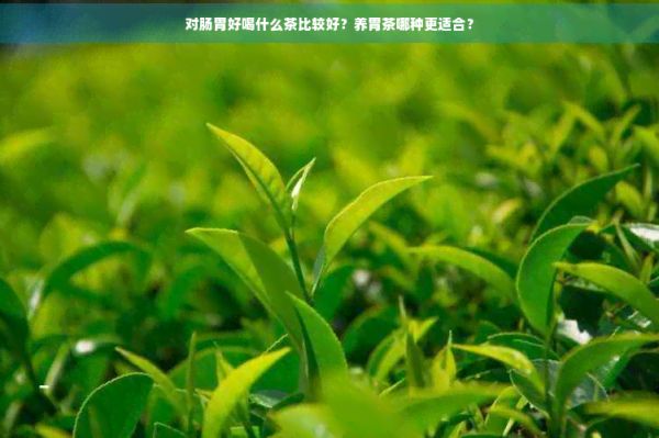 對腸胃好喝什么茶比較好？養(yǎng)胃茶哪種更適合？