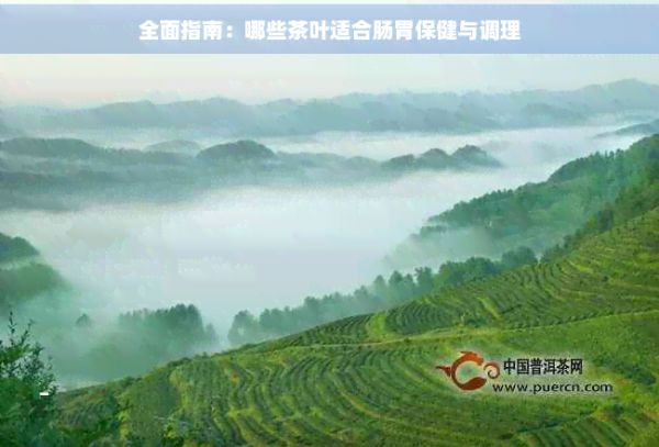 全面指南：哪些茶葉適合腸胃保健與調(diào)理