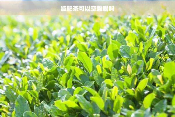減肥茶可以空腹喝嗎