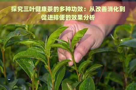探究三葉健康茶的多種功效:從改善消化到促進(jìn)排便的效果分析