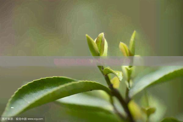 普洱茶生茶有保質(zhì)期嗎多少年的