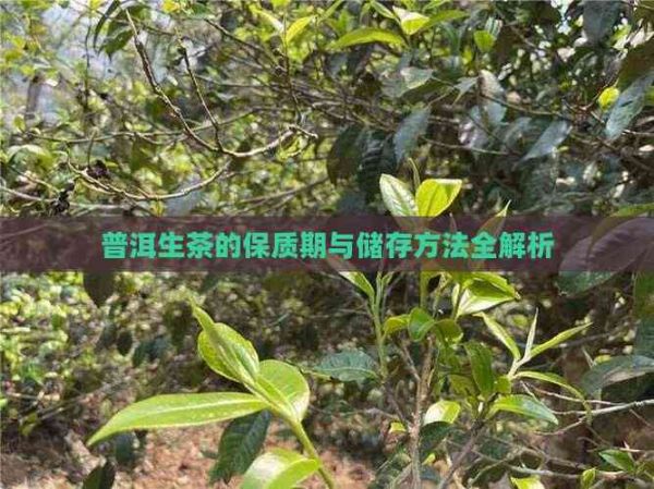 普洱生茶的保質(zhì)期與儲存方法全解析
