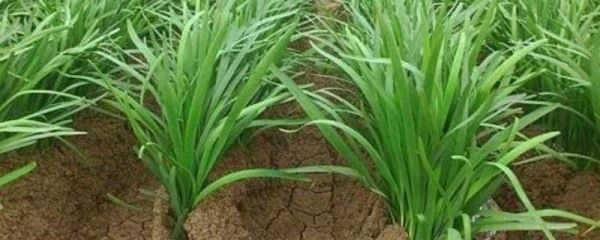粗纖維蔬菜有哪些，吃粗纖維蔬菜有什么好處