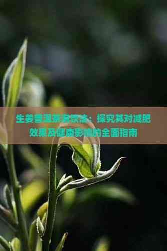 生姜普洱茶泡飲法：探究其對減肥效果及健康影響的全面指南
