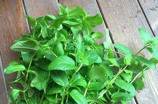 薄荷茶的功效與作用，喝薄荷茶有什么好處？