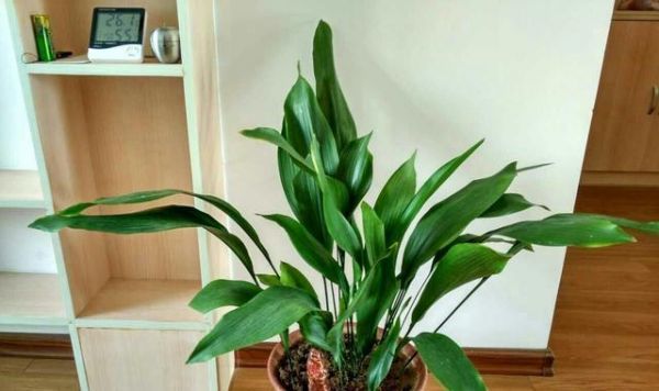 健康生活的植物秘密（探索自然中的營(yíng)養(yǎng)寶庫(kù)）