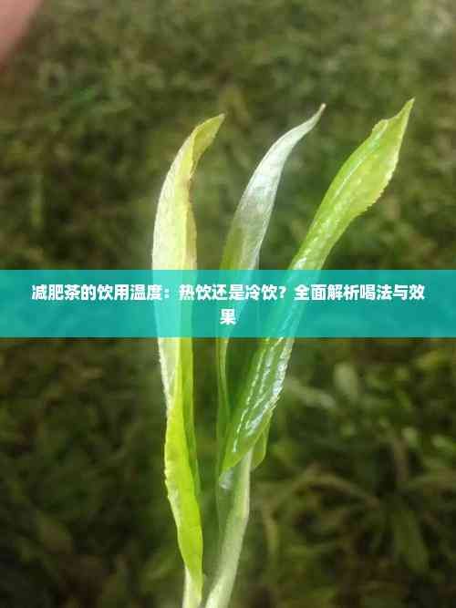 减肥茶的饮用温度：热饮还是冷饮？全面解析喝法与效果