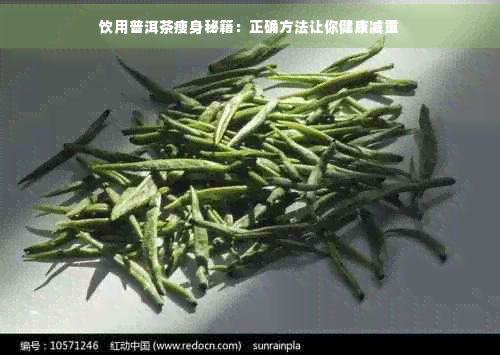 飲用普洱茶瘦身秘籍：正確方法讓你健康減重