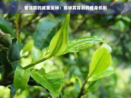 普洱茶的减重奥秘：揭秘其背后的瘦身机制