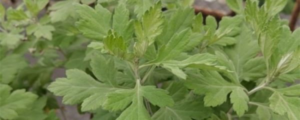 艾草有什么作用