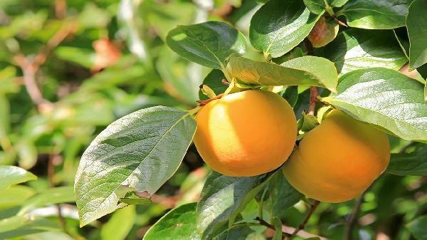 女人吃柿子十大好处