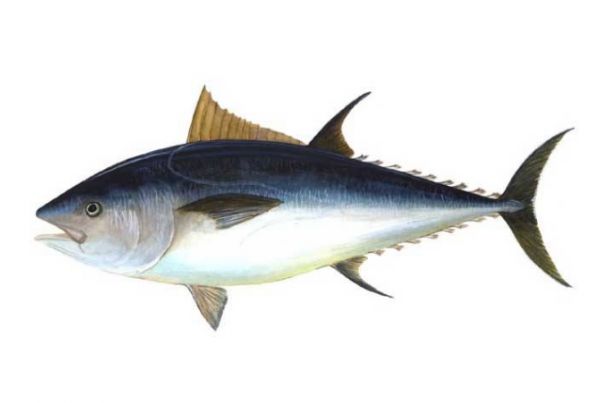 蛋白含量高的魚排名 營(yíng)養(yǎng)美味，你吃過幾種