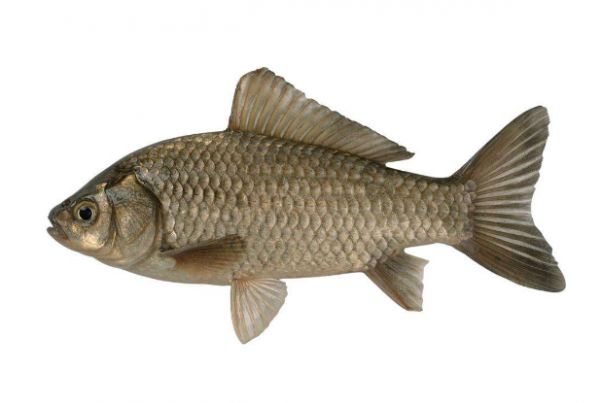 蛋白含量高的魚排名 營(yíng)養(yǎng)美味，你吃過幾種