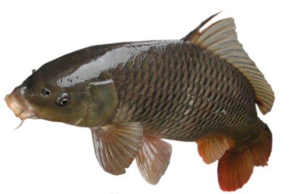 蛋白含量高的魚排名 營(yíng)養(yǎng)美味，你吃過幾種