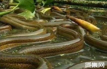 ?蛋白質(zhì)含量高的食物一覽表，健身必備