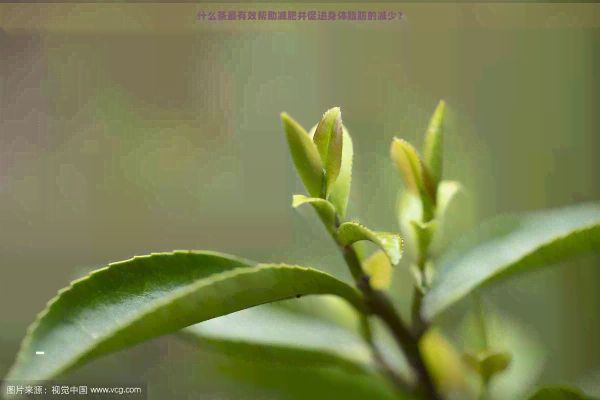 什么茶最有效幫助減肥并促進(jìn)身體脂肪的減少？