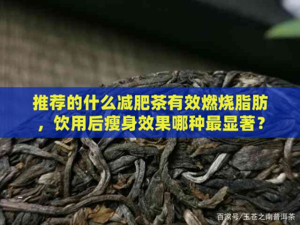 推薦的什么減肥茶有效燃燒脂肪，飲用后瘦身效果哪種最顯著？