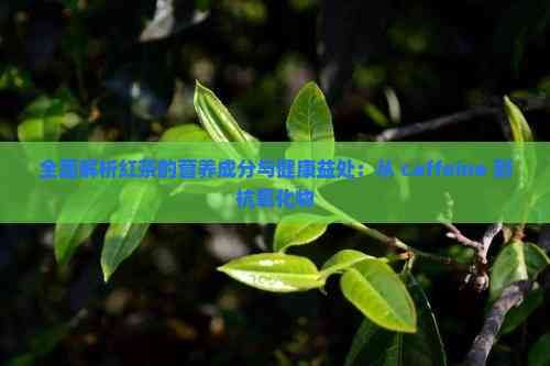 全面解析紅茶的營養(yǎng)成分與健康益處：從 caffeine 到抗氧化物