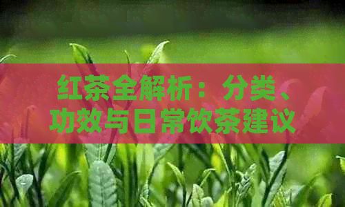 紅茶全解析：分類、功效與日常飲茶建議