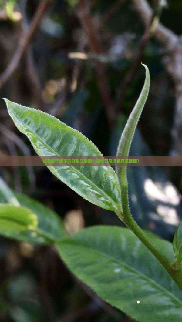 紅茶哪個(gè)牌子的好喝又健康？哪些口感佳且有益健康？
