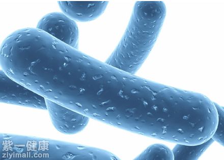 活性益生菌是什么 了解活性益生菌的作用及注意事項(xiàng)