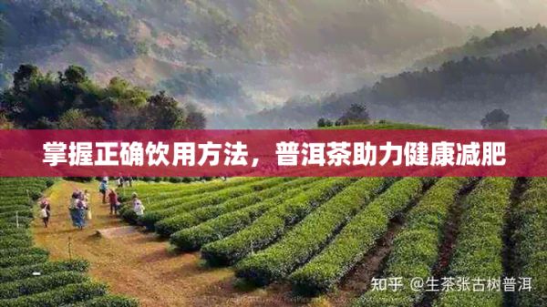 掌握正確飲用方法，普洱茶助力健康減肥