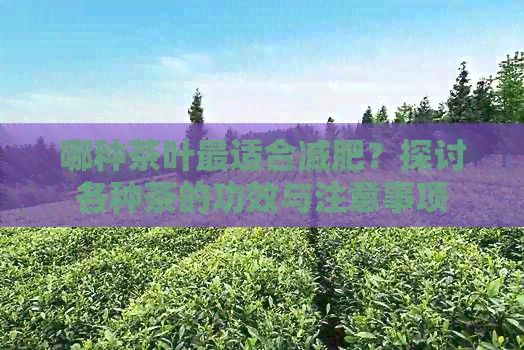 哪種茶葉最適合減肥？探討各種茶的功效與注意事項(xiàng)