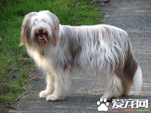 犬的飼料配方 13種最容易配制的日糧