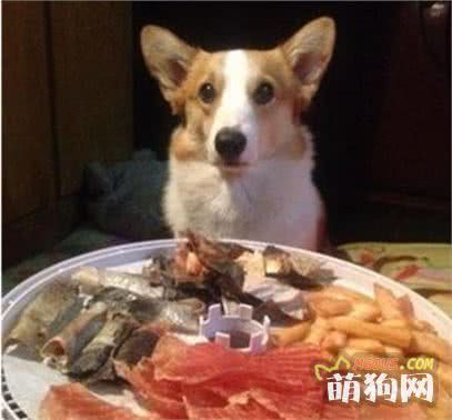 天天吃狗糧，教你一個懶人自制狗糧方法，美味又健康！