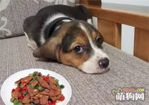 天天吃狗糧，教你一個懶人自制狗糧方法，美味又健康！