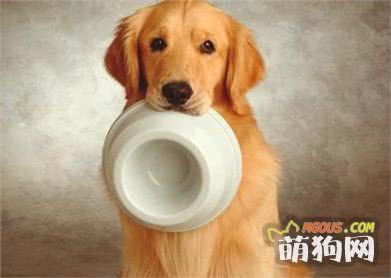 天天吃狗糧，教你一個懶人自制狗糧方法，美味又健康！