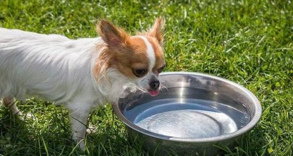 狗不吃谷物，可健康饮食的替代品有哪些？（为你的爱犬提供适合的食物选择）