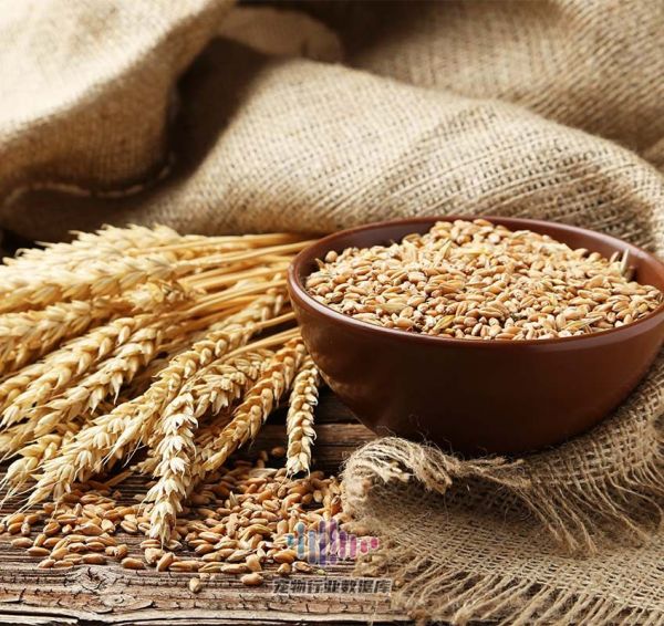 BENEO向制定植物基寵物食品產(chǎn)品配方的制造商提供由大米、小麥和蠶豆制成的植物蛋白質(zhì)
