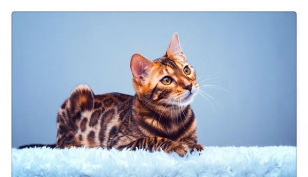 宠主须知，猫主子不爱吃猫粮是小事，这些食物可以充当日常口粮